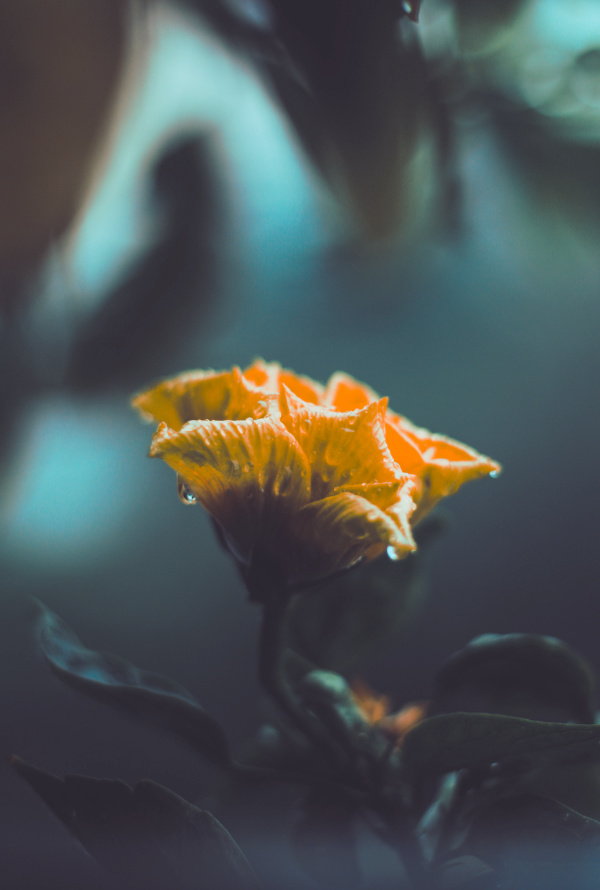 NLP Practitioner, DVNLP - Gesundheitsprävention